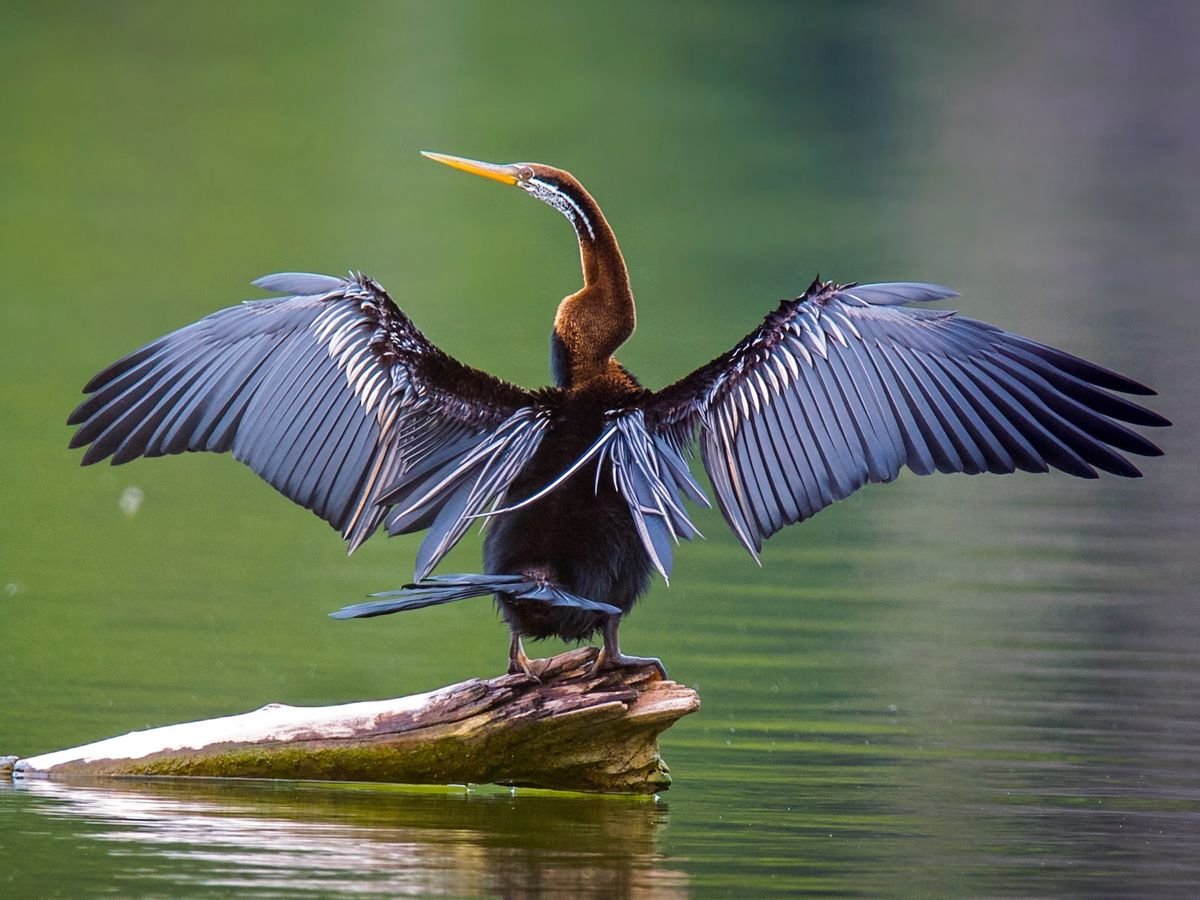 African Darter